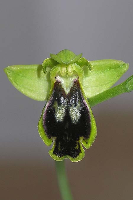 Ophrys eivissa \ Ibiza-Ragwurz, E  Ibiza, Cova Santa 27.3.2013 (Photo: Adolf Riechelmann)