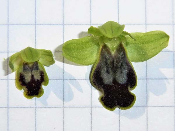 Ophrys eivissa \ Ibiza-Ragwurz (links; rechts Ophrys fabrella), E  Ibiza, Forada 9.4.2012 (Photo: Adolf Riechelmann)