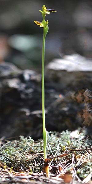 Ophrys eivissa \ Ibiza-Ragwurz, E  Ibiza, Forada 11.4.2023 (Photo: Adolf Riechelmann)