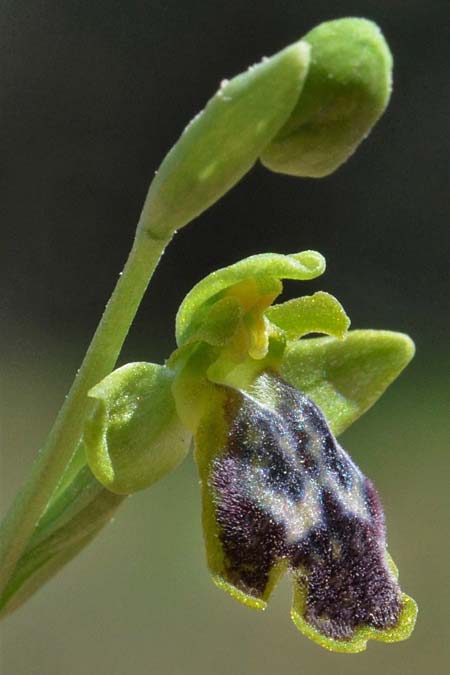 Ophrys eivissa \ Ibiza-Ragwurz (Holotypus), E  Ibiza, Forada 11.4.2023 (Photo: Adolf Riechelmann)