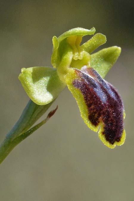 Ophrys eivissa \ Ibiza-Ragwurz, E  Ibiza, Cova Santa 11.4.2023 (Photo: Adolf Riechelmann)