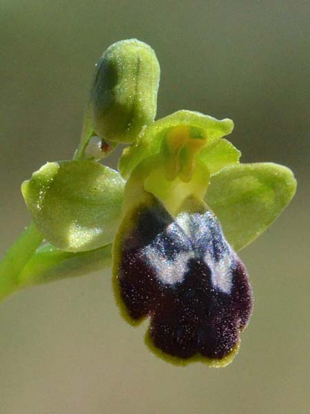 Ophrys eivissa \ Ibiza-Ragwurz, E  Ibiza, Forada 11.4.2023 (Photo: Adolf Riechelmann)
