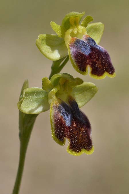 Ophrys eivissa \ Ibiza-Ragwurz, E  Ibiza, Sa Talaiassa 13.4.2023 (Photo: Adolf Riechelmann)