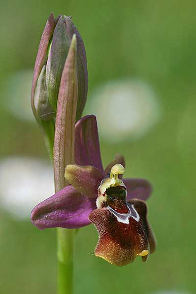 Ophrys ficalhoana x sphegodes, E   La Rioja, Ezcaray 21.5.2016 (Photo: Helmut Presser)