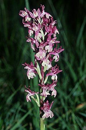 Anacamptis coriophora subsp. fragrans x laxiflora, E   Navarra, Pamplona 28.5.2002 