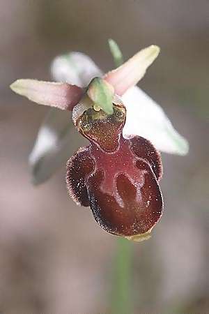Ophrys incubacea var. rubriflora x sphegifera, E   Alava, Ocio 22.5.2003 