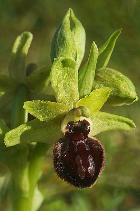 Ophrys kallaikia \ Kallaiki-Ragwurz / Kallaiki Spider Orchid, E  A Corua, Praia del Baldaio 20.3.2023 (Photo: Helmut Presser)