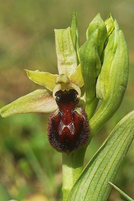 Ophrys kallaikia \ Kallaiki-Ragwurz / Kallaiki Spider Orchid, E  A Corua, Praia del Baldaio 20.3.2023 (Photo: Helmut Presser)
