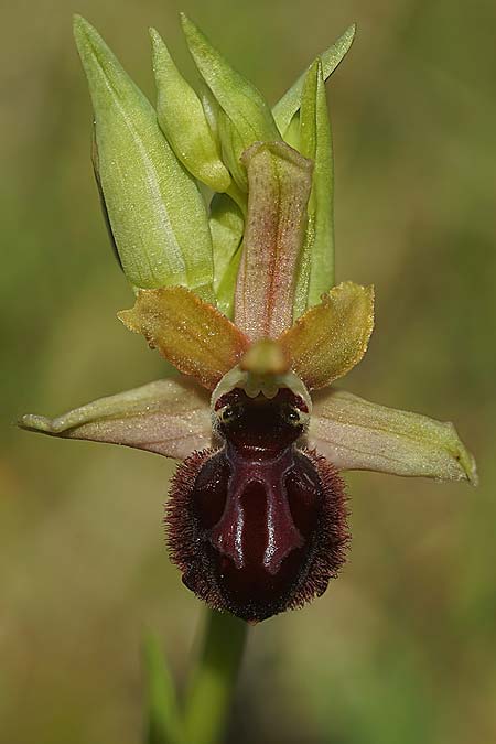 Ophrys kallaikia \ Kallaiki-Ragwurz / Kallaiki Spider Orchid, E  A Corua, Praia del Baldaio 20.3.2023 (Photo: Helmut Presser)