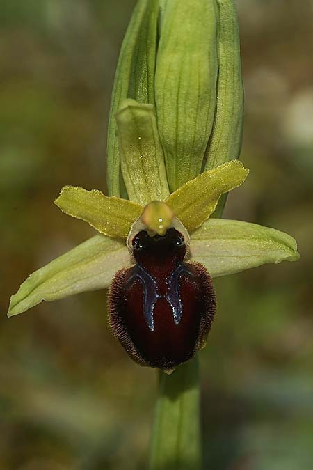 Ophrys kallaikia \ Kallaiki-Ragwurz / Kallaiki Spider Orchid, E  Galicia,Xilloi 19.3.2023 (Photo: Helmut Presser)