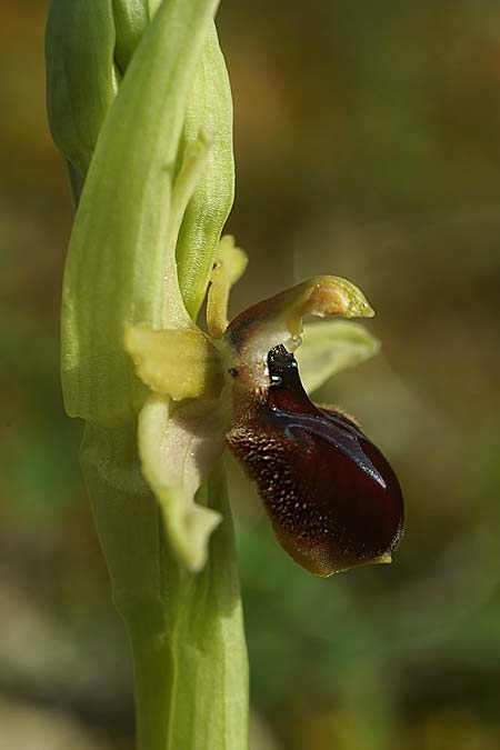 Ophrys kallaikia \ Kallaiki-Ragwurz / Kallaiki Spider Orchid, E  Galicia,Xilloi 19.3.2023 (Photo: Helmut Presser)