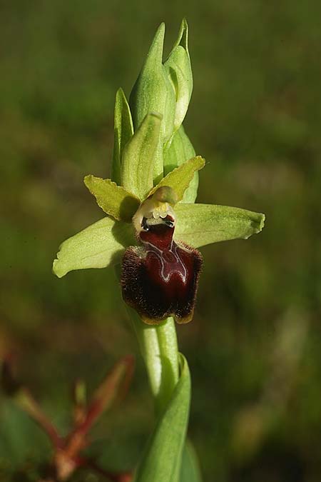 Ophrys kallaikia \ Kallaiki-Ragwurz / Kallaiki Spider Orchid, E  Galicia,Xilloi 19.3.2023 (Photo: Helmut Presser)