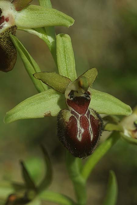 Ophrys kallaikia \ Kallaiki-Ragwurz / Kallaiki Spider Orchid, E  Galicia,Xilloi 19.3.2023 (Photo: Helmut Presser)