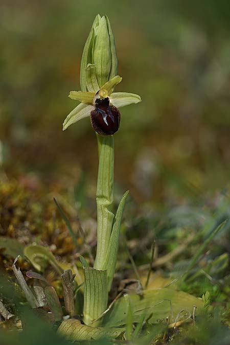 Ophrys kallaikia \ Kallaiki-Ragwurz / Kallaiki Spider Orchid, E  Galicia,Xilloi 19.3.2023 (Photo: Helmut Presser)