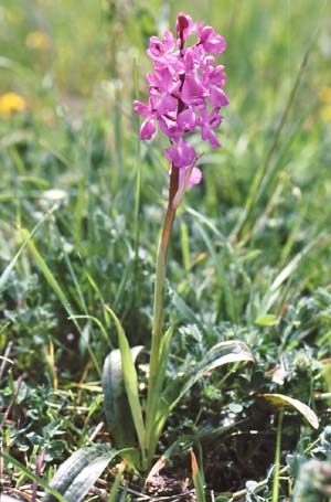 Orchis langei x olbiensis, E   Llorangoz 29.5.1999 (Photo: Jan & Liesbeth Essink)