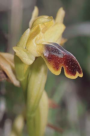 Ophrys lucentina \ Alicante-Ragwurz / Alicante Orchid, E  Prov. Alicante, Puerto de la Albaida 30.3.2001 