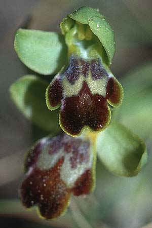 Ophrys lucentina \ Alicante-Ragwurz / Alicante Orchid, E  Prov. Alicante, Xabia 24.3.2002 
