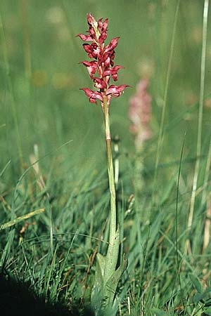 Anacamptis coriophora subsp. martrinii / Martrin's Bug Orchid, E  Prov. Cuenca, Las Majadas 20.6.2003 