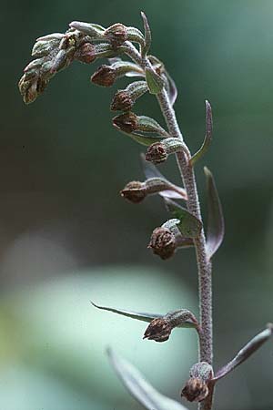 Epipactis kleinii \ Kleinblütige Ständelwurz / Small-flowered Helleborine (in der Knospe vertrocknet / dried up in the bud), E  Sierra de Cardo 1.7.1998 