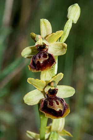 Ophrys riojana, E  Prov. Burgos, Poza de la Sal 28.5.2002 