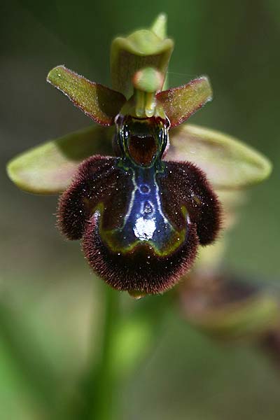 Ophrys riojana x speculum, E   La Rioja 21.5.2016 (Photo: Helmut Presser)