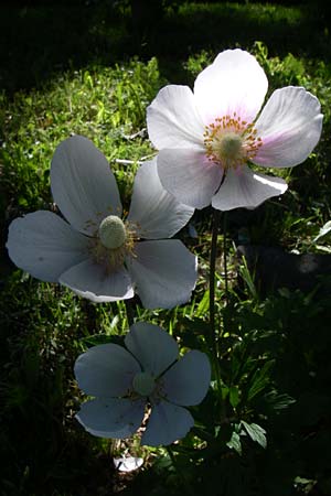 Anemone baldensis \ Monte-Baldo-Anemone, Tiroler Windr�schen, F Pyren&auml;en, Eyne, Museum-Garden 26.6.2008
