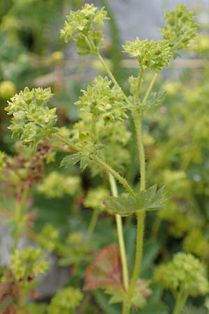 Alchemilla glaucescens ? \ Weichhaariger Frauenmantel, Bastard-Frauenmantel / Bastard Lady's Mantle, F Col de la Bonette 8.7.2016