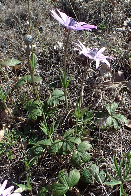 Anemone hortensis \ Stern-Anemone, F Le Luc 15.3.2024