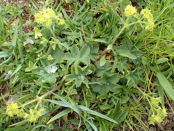 Alchemilla glaucescens ? \ Weichhaariger Frauenmantel, Bastard-Frauenmantel / Bastard Lady's Mantle, F Col de la Bonette 8.7.2016