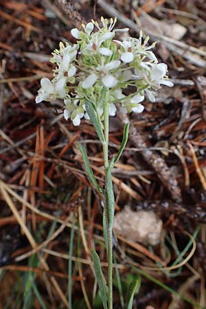 Hormathophylla ligustica \ Ligurisches Steinkraut, F S. Sauveur-sur-Tinée 30.4.2023