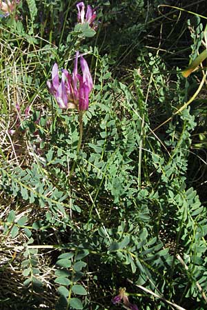 Astragalus monspessulanus \ Franz�sischer Tragant, F Causse du Larzac 7.6.2006