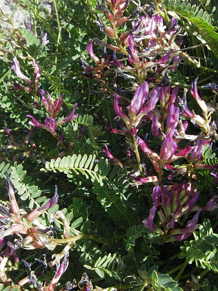 Astragalus monspessulanus \ Franz�sischer Tragant, F Nyons 10.6.2006