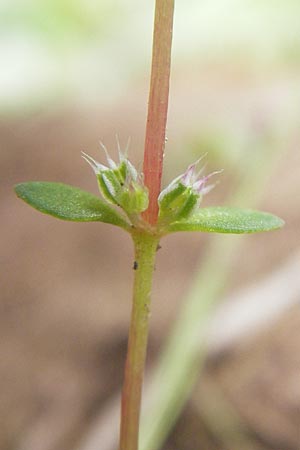 Illecebrum verticillatum \ Knorpelkraut, Quirlige Knorpelblume, F Bitche 25.6.2011