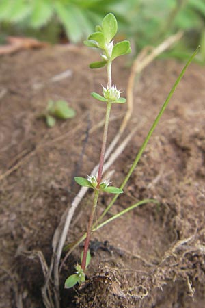 Illecebrum verticillatum \ Knorpelkraut, Quirlige Knorpelblume, F Bitche 25.6.2011