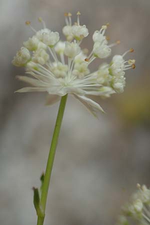 Astrantia minor / Lesser Masterwort, F Pyrenees, Canigou 24.7.2018