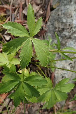 Astrantia minor / Lesser Masterwort, F Pyrenees, Canigou 24.7.2018