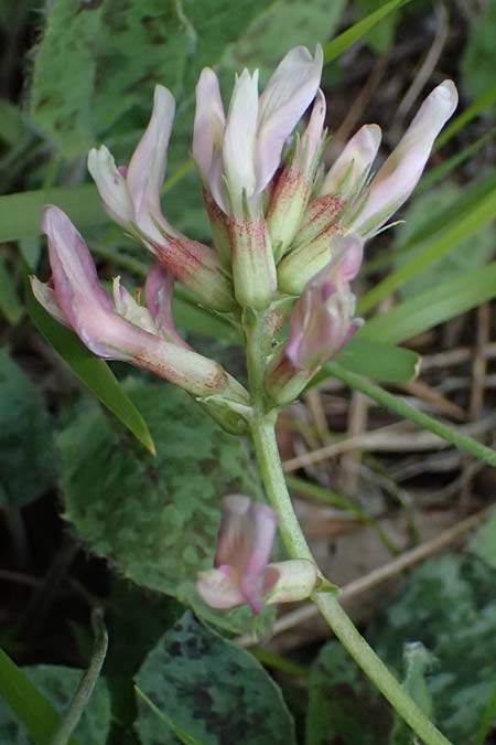 Astragalus monspessulanus \ Franz�sischer Tragant / Montpellier Milk-Vetch, F Tende 17.5.2026