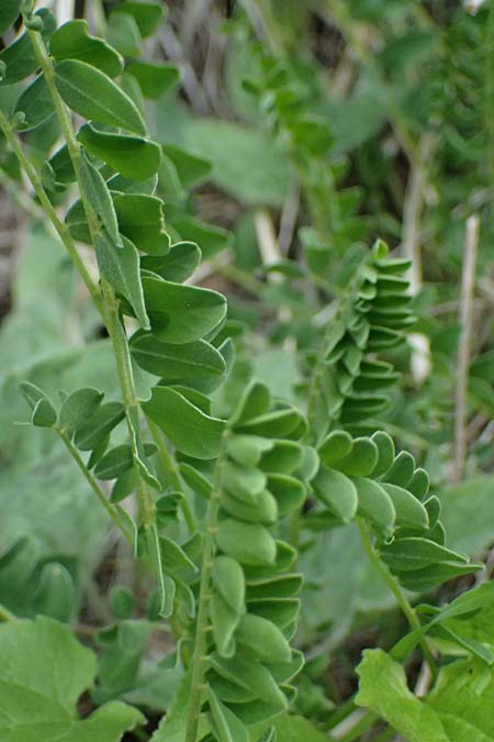 Astragalus monspessulanus \ Franz�sischer Tragant / Montpellier Milk-Vetch, F Tende 17.5.2026
