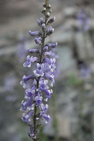 Anarrhinum bellidifolium \ Lochschlund / Daisy-Leaved Toadflax, F Valleraugue 8.6.2006