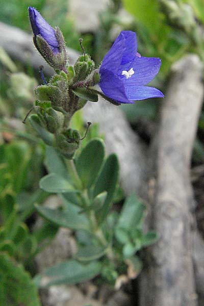Veronica fruticans \ Felsen-Ehrenpreis / Rock Speedwell, F Pyren&auml;en/Pyrenees, Eyne 9.8.2006