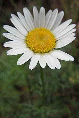 Anthemis cotula \ Stinkende Hundskamille / Stinking Chamomile, Mayweed, F Aubenas 16.5.2007
