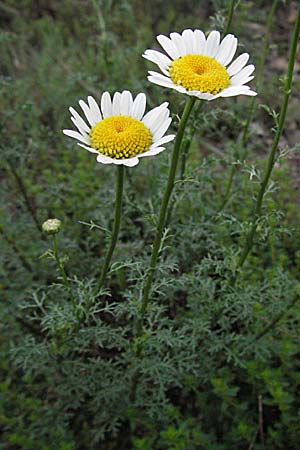 Anthemis cotula \ Stinkende Hundskamille / Stinking Chamomile, Mayweed, F Aubenas 16.5.2007