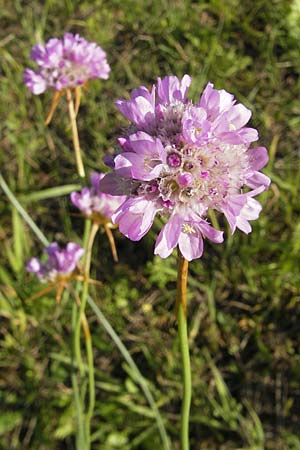 Armeria maritima subsp. elongata, Tall Thrift Armeria maritima subsp. elongata, Tall Thrift