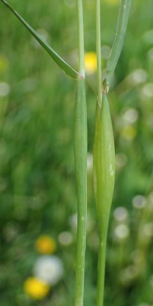 Alopecurus rendlei \ Aufgeblasener Fuchsschwanz, F Dijon 28.4.2023