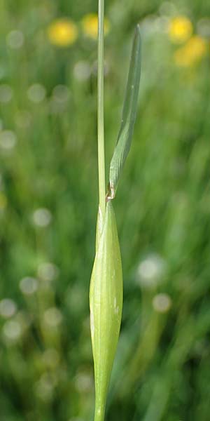 Alopecurus rendlei \ Aufgeblasener Fuchsschwanz, F Dijon 28.4.2023