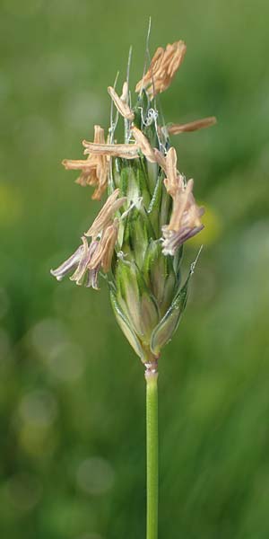 Alopecurus rendlei \ Aufgeblasener Fuchsschwanz, F Dijon 28.4.2023