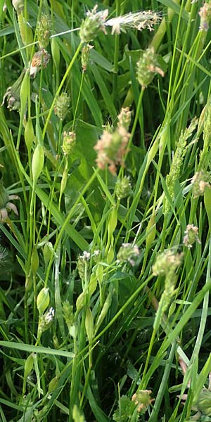 Alopecurus rendlei \ Aufgeblasener Fuchsschwanz, F Dijon 28.4.2023