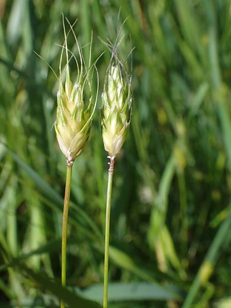 Alopecurus rendlei \ Aufgeblasener Fuchsschwanz, F Sermoyer 4.5.2023