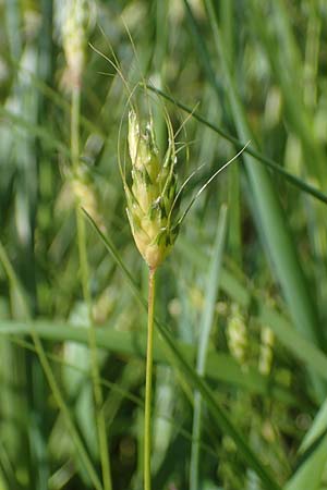 Alopecurus rendlei \ Aufgeblasener Fuchsschwanz, F Sermoyer 4.5.2023