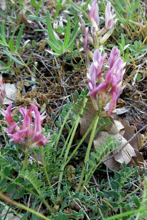 Astragalus monspessulanus \ Franz�sischer Tragant, F Serres 12.5.2007